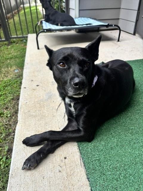 Photo of Ruth, adoptable Labrador Retriever in Houston, Texas