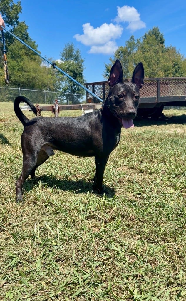 Photo of Shorty, adoptable Mixed Breed in Chickamauga, Georgia