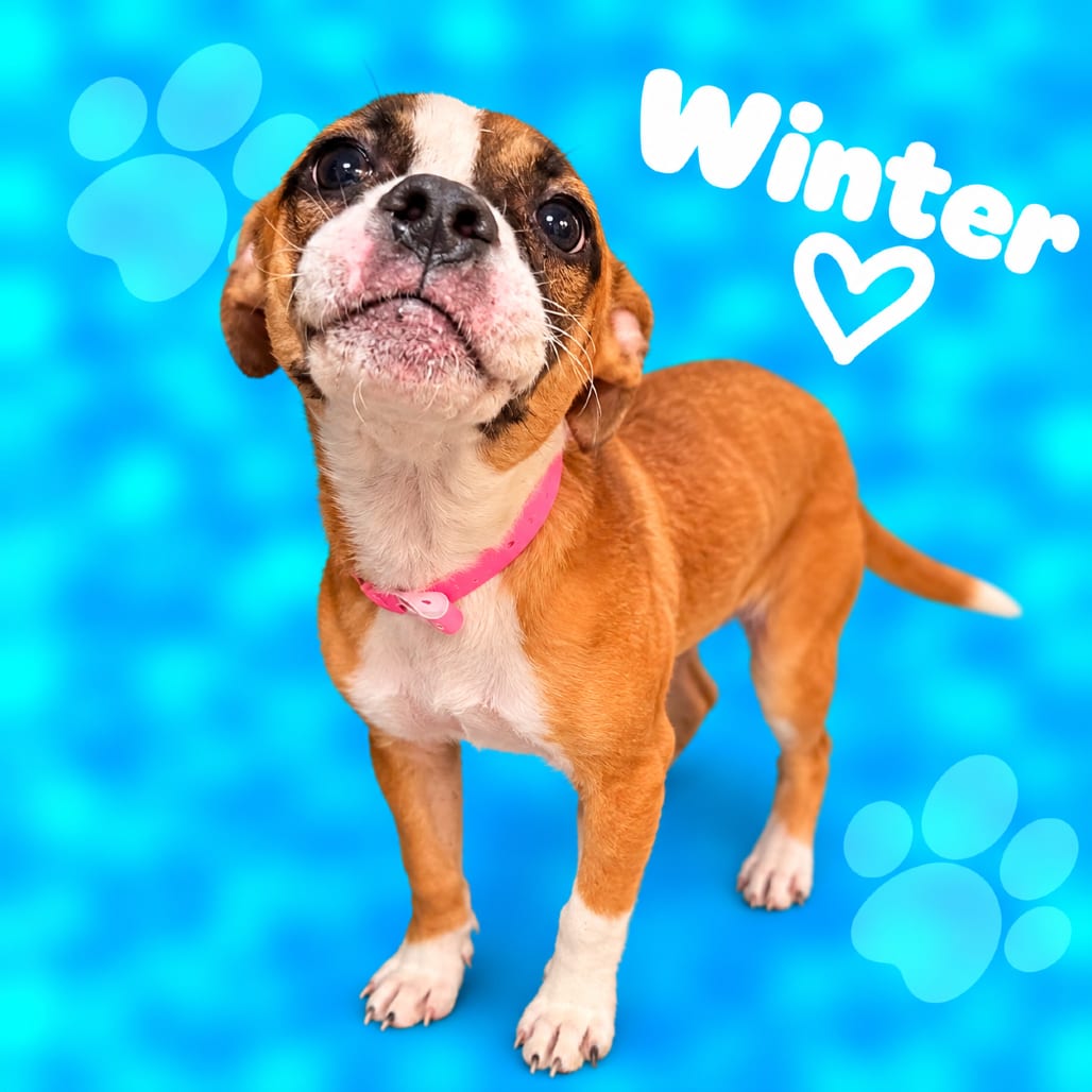 Photo of Winter, adoptable dog