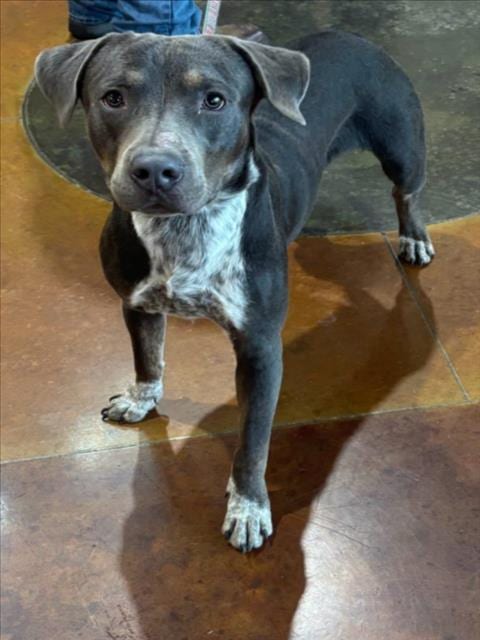 Photo of Beowoof, adoptable Pit Bull Terrier in Texas City, Texas
