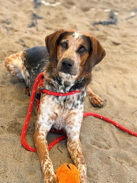 Photo of Bruno, adoptable Catahoula Leopard Dog in Salinas, California