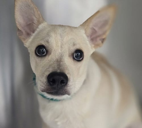 Photo of Teefs, adoptable Chihuahua in Los Angeles, California