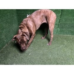 Photo of Kuma, adoptable Mastiff in Lancaster, California