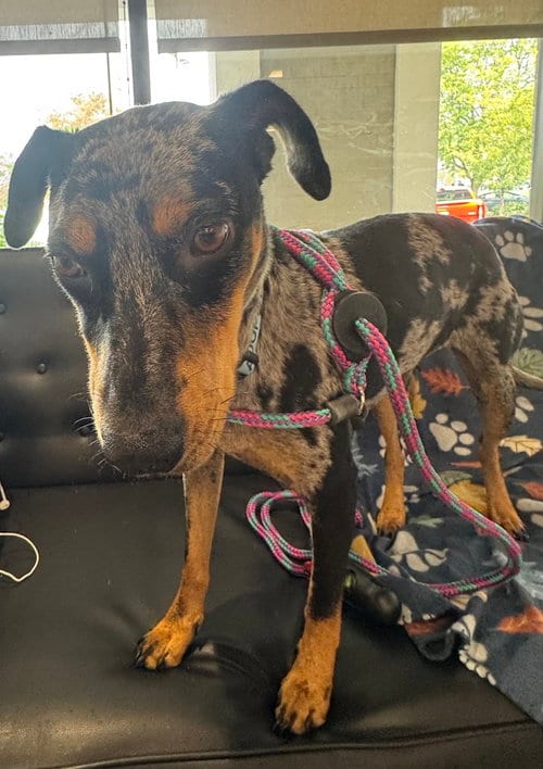 Photo of Spice, adoptable Catahoula Leopard Dog in Greenbelt, Maryland