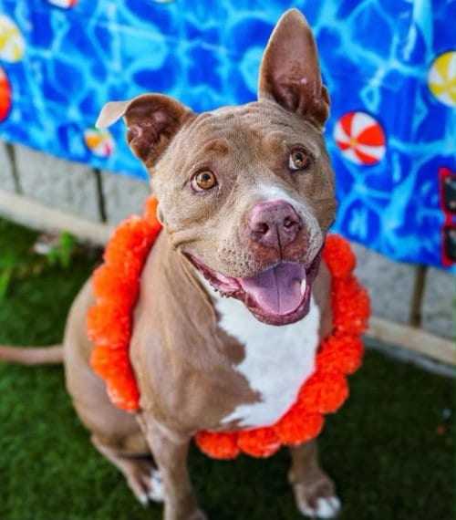 Photo of Patsy, adoptable Pit Bull Terrier in Rowlett, Texas