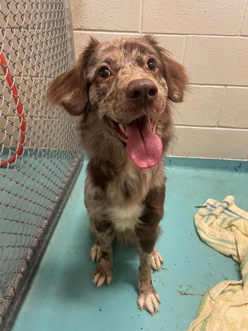Photo of Maggie, adoptable Australian Shepherd in Holly Springs, North Carolina