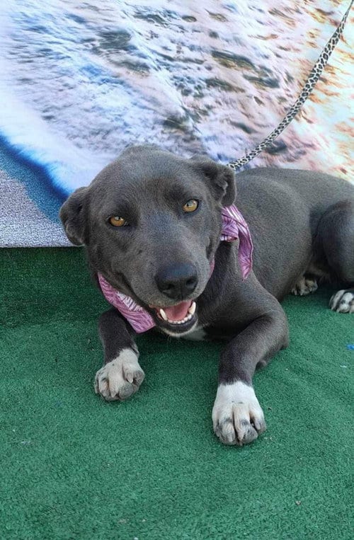 Photo of Gorda, adoptable Labrador Retriever in Inglewood, California