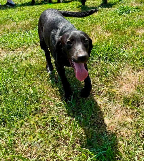 Photo of Liberty, adoptable Labrador Retriever in LEBANON, Connecticut