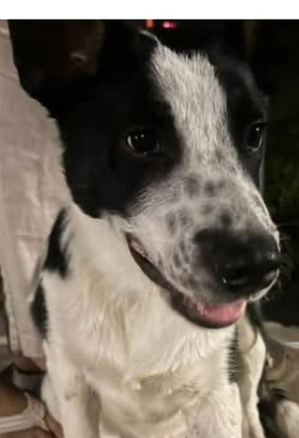 Photo of Stetson, adoptable Border Collie in Lodi, California