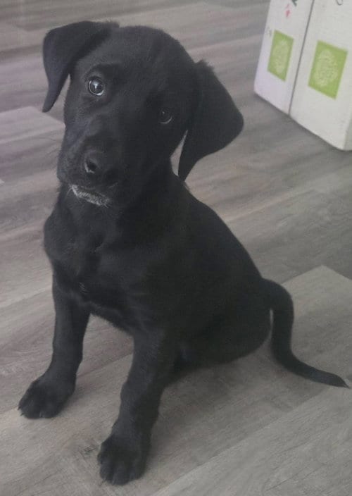 Photo of Leo, adoptable Labrador Retriever in Alexander, Arkansas
