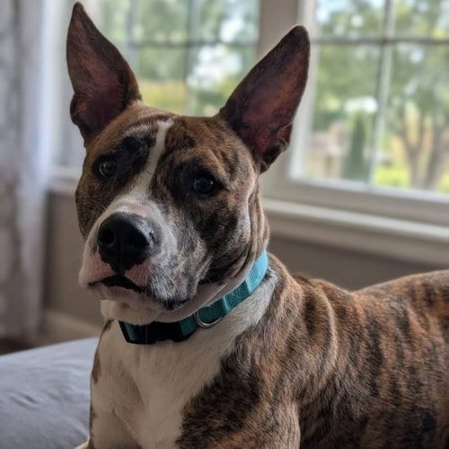 Photo of Suki, adoptable Unknown breed in New Oxford, Pennsylvania
