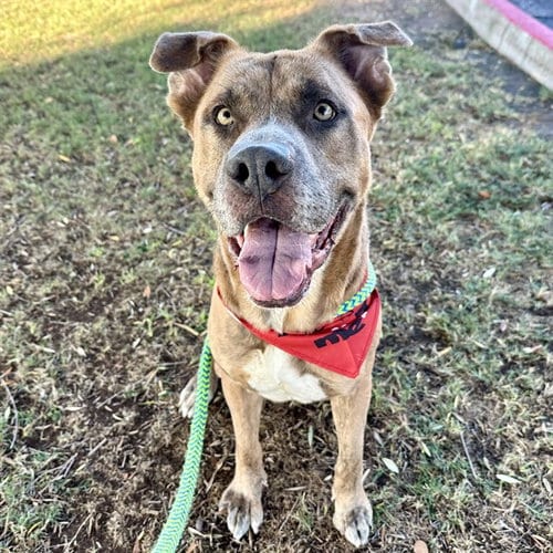 Photo of Sploot Mcgoo, adoptable American Pit Bull Terrier in Mesa, Arizona