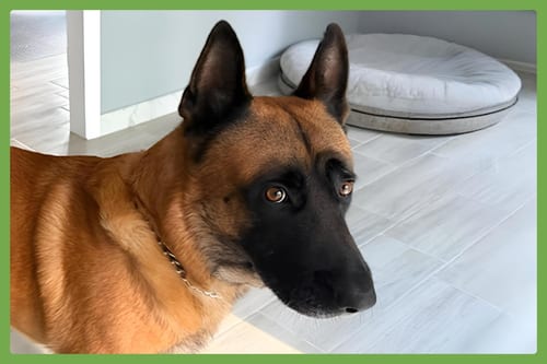 Photo of Wujoy, adoptable Belgian Shepherd Malinois in Amherst, Massachusetts