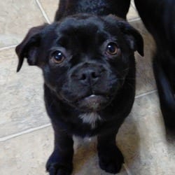 Photo of Dolly Parton KS, adoptable Pug Australian Shepherd in Hartford, Connecticut
