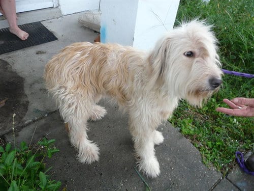 Photo of Snowball, adoptable Golden Retriever in Ocala, Florida
