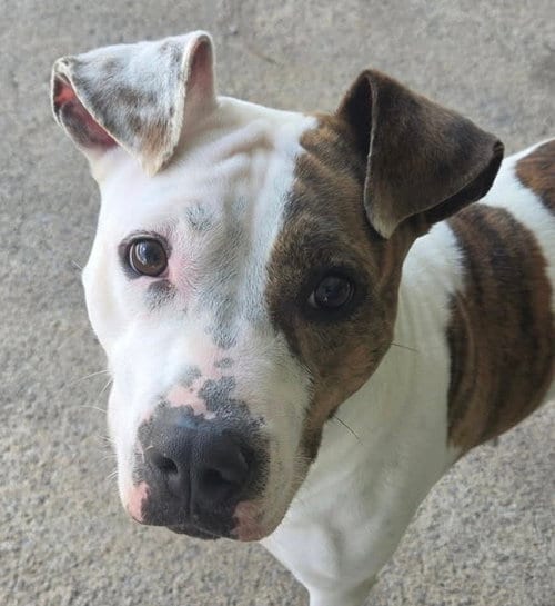 Photo of Fiona, adoptable Pit Bull Terrier in Carrollton, Georgia
