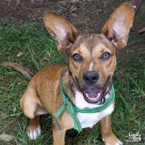 Photo of Zebb, adoptable Shepherd in Washington, District of Columbia