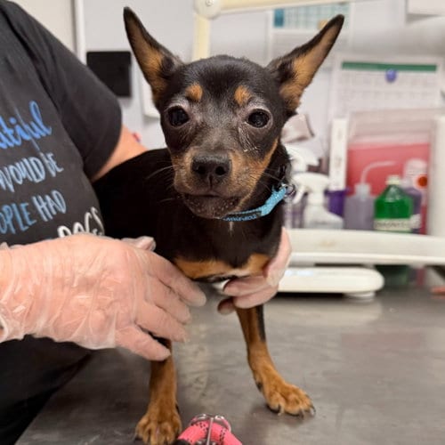 Photo of Olivia, adoptable Miniature Pinscher in Lawrenceville, New Jersey