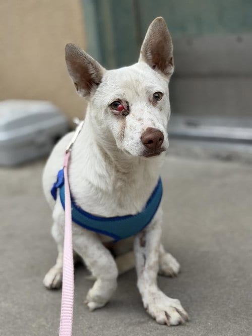 Photo of Star, adoptable Chihuahua in Santa Maria, California