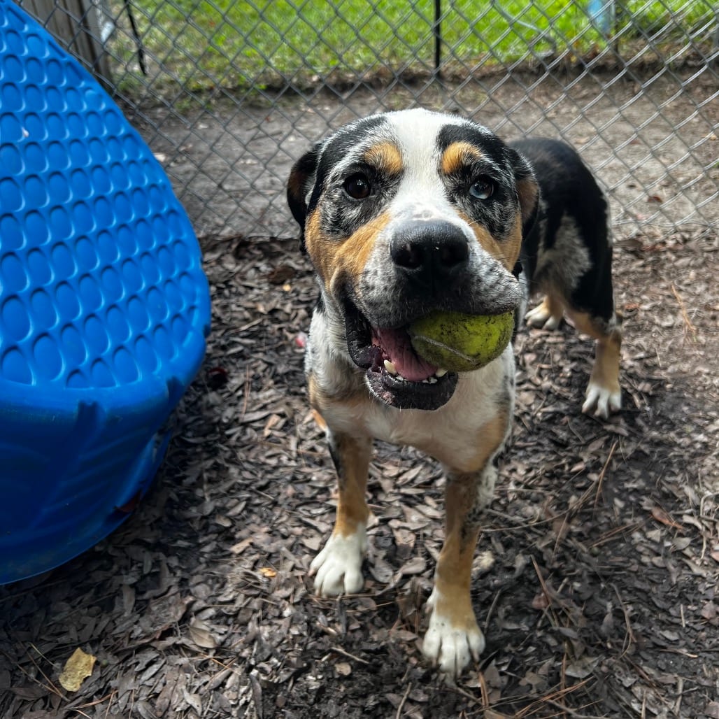 Photo of Dolly Parton, adoptable Mixed Breed (Medium) in Summerville, South Carolina