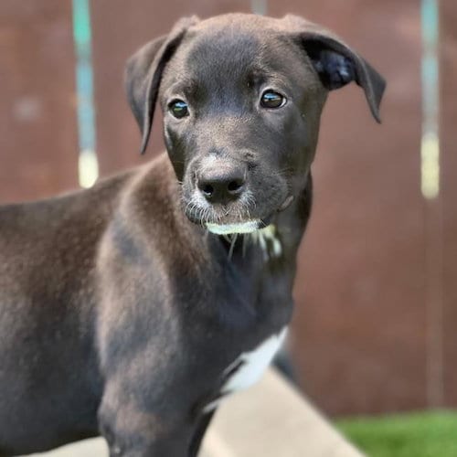 Photo of Juice Box Pup - Yoohoo, adoptable Labrador Retriever in San Diego, California
