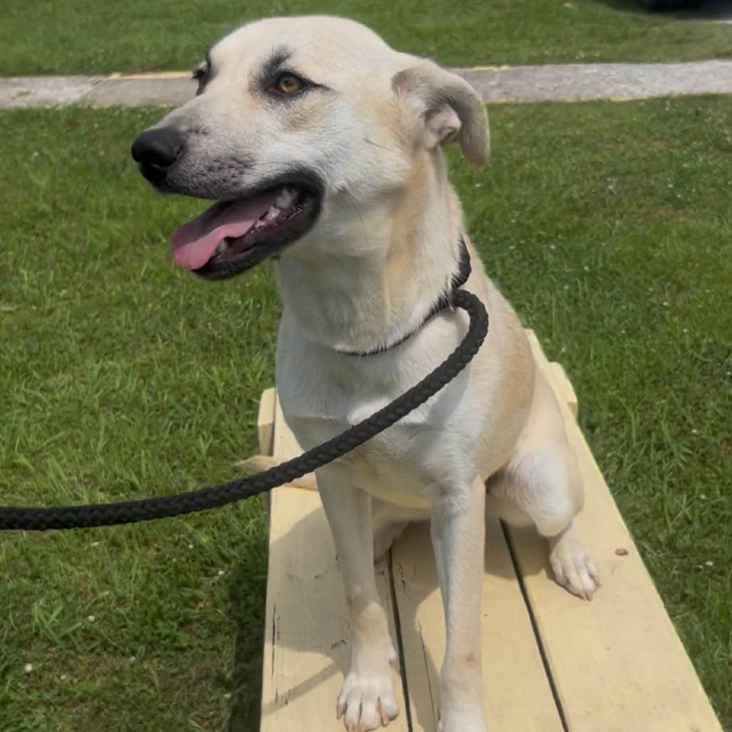 Photo of Annabell, adoptable Mixed Breed (Medium) in Corinth, Mississippi