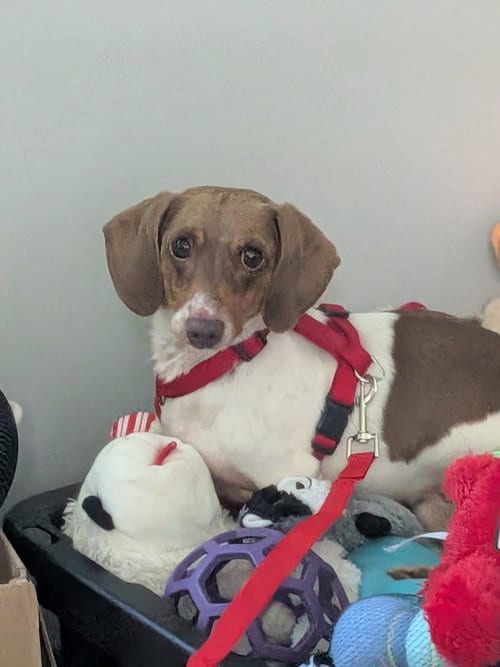 Photo of Otis, adoptable Dachshund in Cincinnati, Ohio