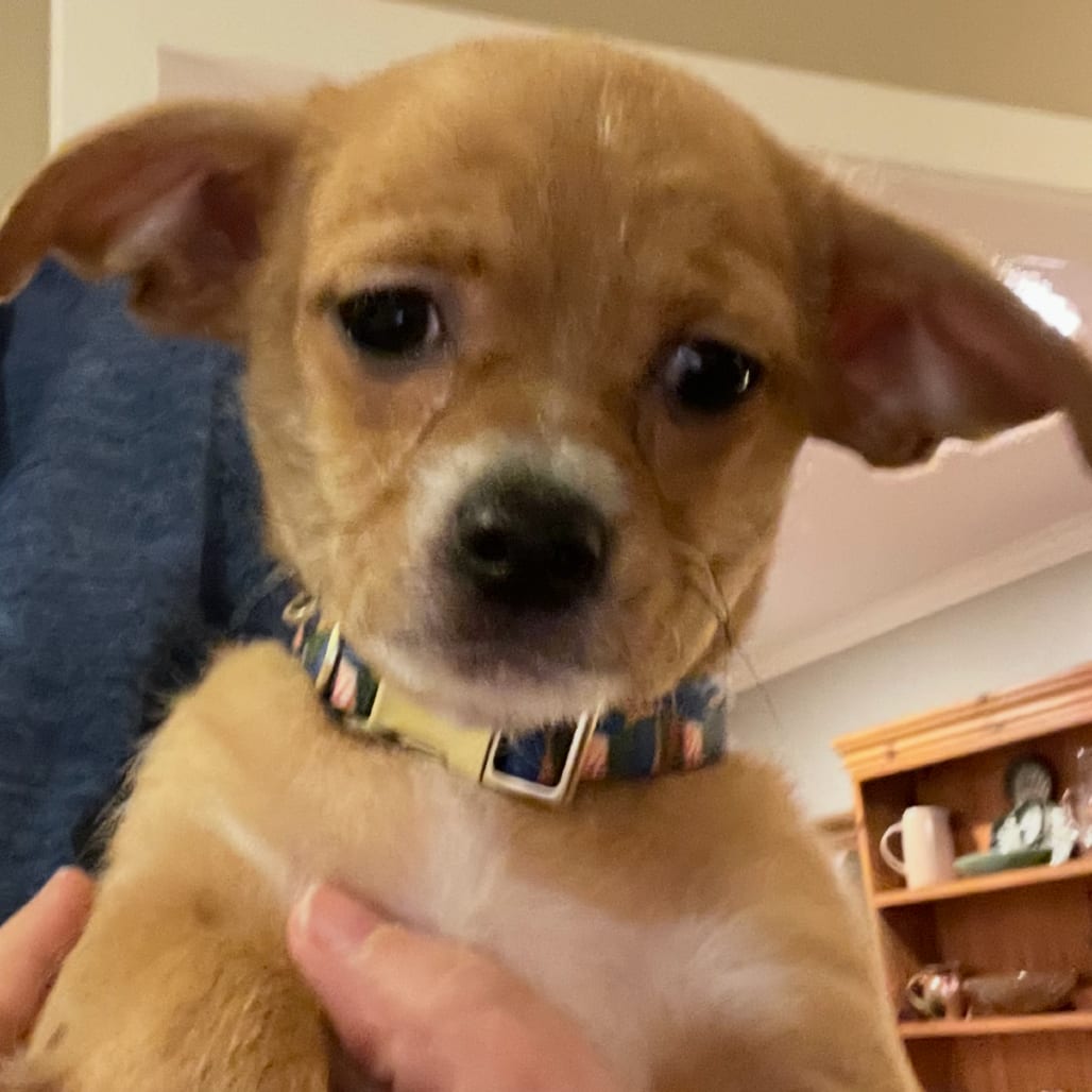 Photo of Barney, adoptable Chihuahua in Georgia, Georgia