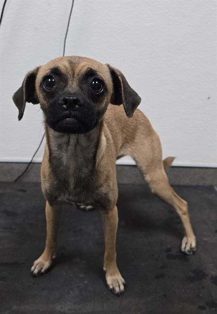 Photo of Mae, adoptable Pug in HESPERIA, California