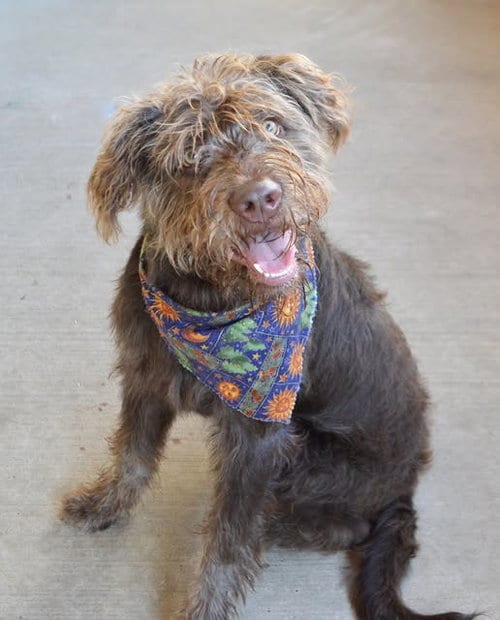 Photo of Meelo, adoptable Poodle (Standard) in McKinney, Texas