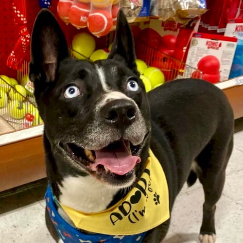 Photo of Stormie, adoptable Unknown breed in San Juan Capistrano, California