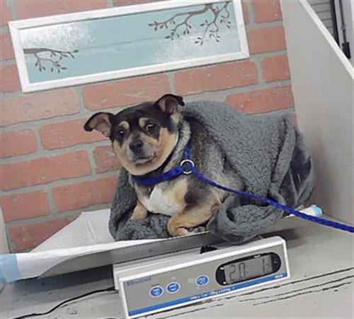 Photo of A2098396, adoptable Chihuahua in Houston, Texas