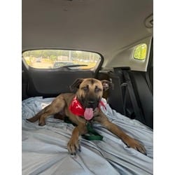 Photo of Swiss Alps, adoptable Belgian Malinois in Baton Rouge, Louisiana