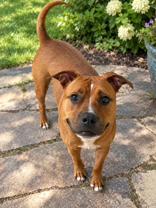 Photo of Henry, adoptable Pit Bull Terrier in Caldwell, New Jersey