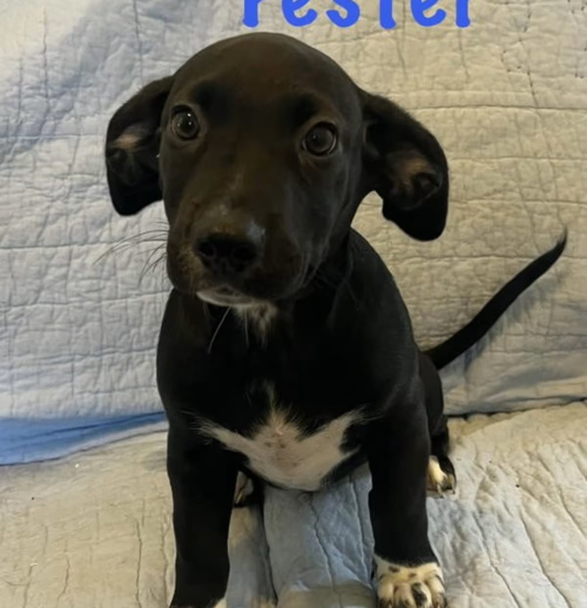 Photo of Fester, adoptable Dachshund in Rosmont, Illinois