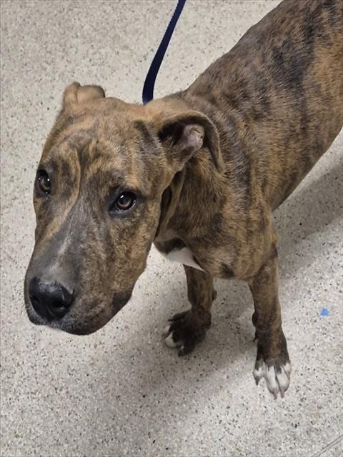 Photo of Blue, adoptable Pit Bull Terrier in Bakersfield, California