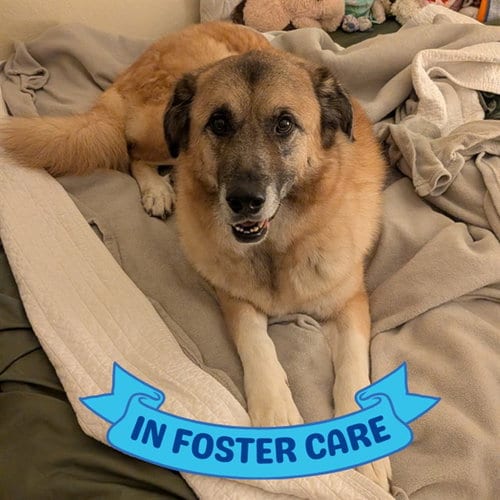 Photo of RO, adoptable Anatolian Shepherd in Tallahassee, Florida