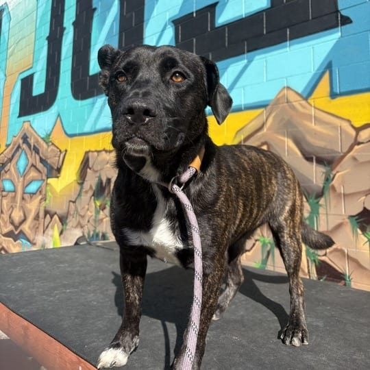 Photo of Chai, adoptable Mixed Breed (Large) / Mixed Breed (Medium) in California, California
