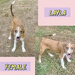 Photo of Layla meet me 10/10, adoptable Terrier (Unknown Type, Medium) in East Hartford, Connecticut