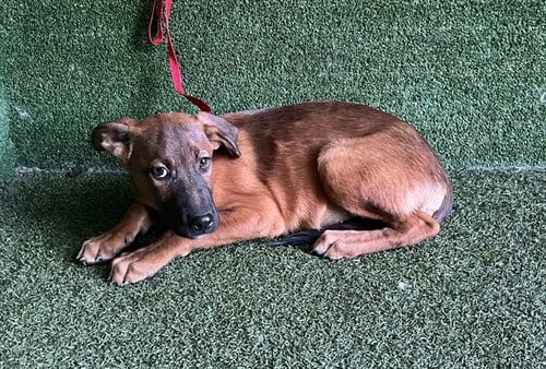 Photo of Dodger, adoptable German Shepherd Dog in Lancaster, California