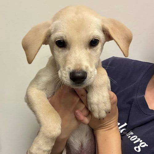 Photo of Wizard, adoptable Unknown breed in Rancho Santa Fe, California