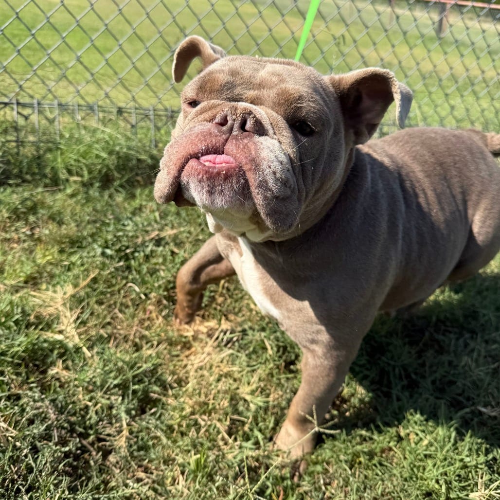 Photo of Philly Cheesesteak, adoptable Bulldog