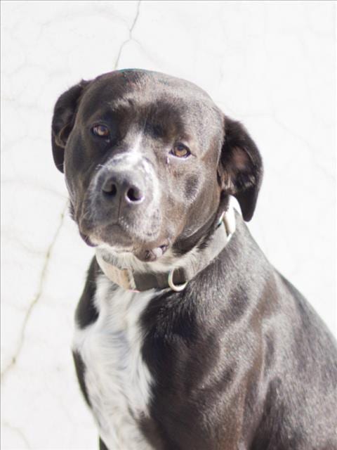 Photo of Shannon, adoptable Pit Bull Terrier in Tracy, California