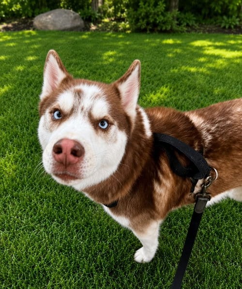 Photo of Apollo, adoptable Unknown breed in Shelburne, Vermont
