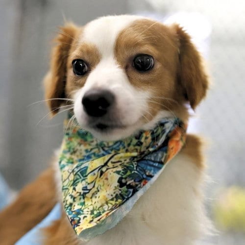 Photo of Sunny, adoptable Chihuahua in San Antonio, Texas