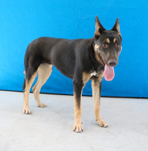 Photo of Dakota, adoptable German Shepherd Dog in Pasadena, California