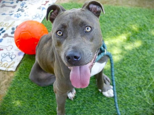 Photo of Buddy, adoptable American Staffordshire Terrier in Tallahassee, Florida