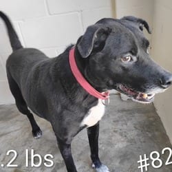 Photo of Charlie, adoptable Labrador Retriever Mixed Breed (Medium) in Loxahatchee, Florida