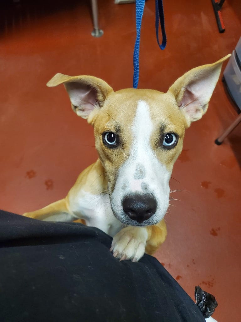 Photo of Chips, adoptable Mixed Breed in Douglasville, Georgia