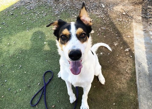 Photo of Charming, adoptable Australian Cattle Dog/Blue Heeler in Phoenix, Arizona